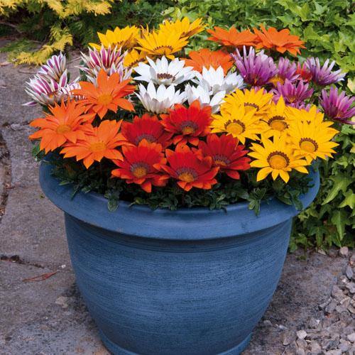 Gazania Flowering Plants