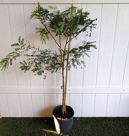 Tamarind Tree, Tamarindus Indica