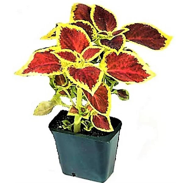 Coleus Mix per piece (small)
