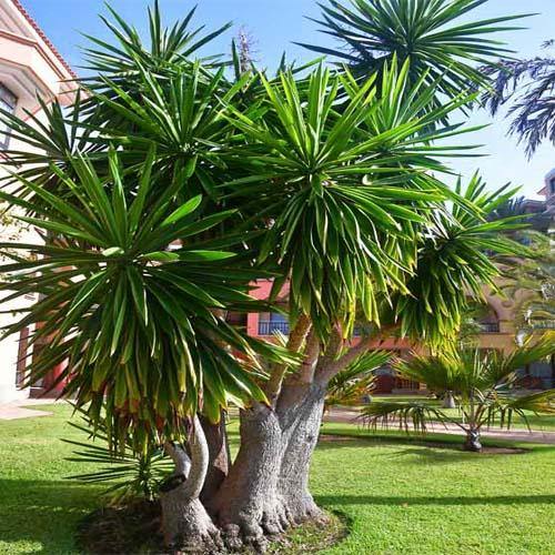 Yucca Elephantipes, Spineless Yucca, Giant Yucca