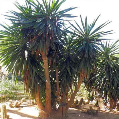 Yucca Elephantipes, Spineless Yucca, Giant Yucca