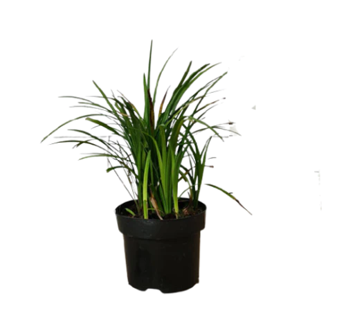 Liriope Muscari, Lilyturf