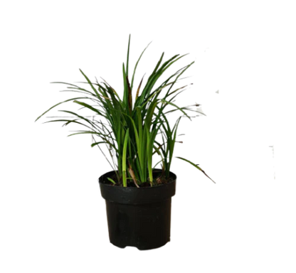 Liriope Muscari, Lilyturf