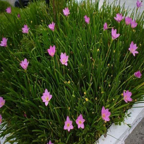 Rain Lily, Zephyr Lily, Zephyranthes Grandiflora, Lilly