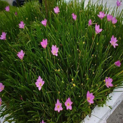 Rain Lily, Zephyr Lily, Zephyranthes Grandiflora, Lilly