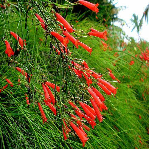 Russelia Equisetiformis, Coral Plant, Firecracker Plant