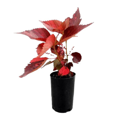 Acalypha wilkesiana, Copper Leaf