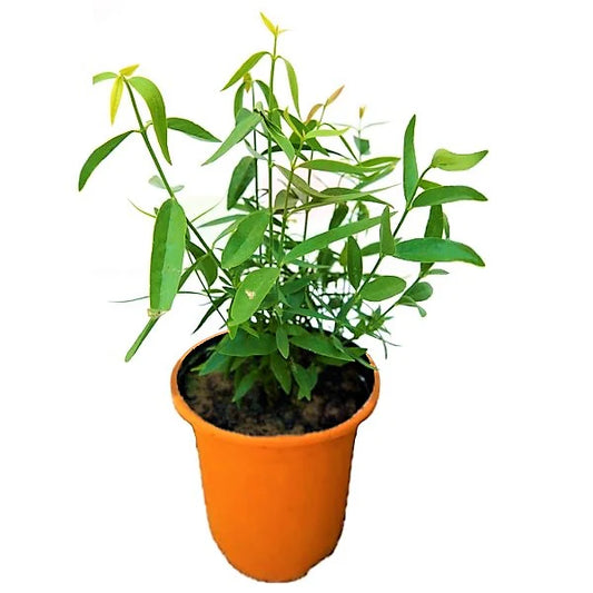 Miswak Plant, Salvadora persica, Toothbrush Tree