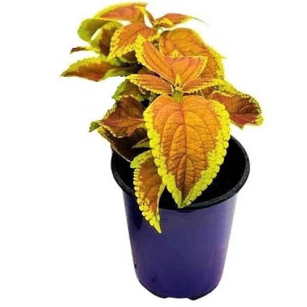 Coleus Mix per piece (small)