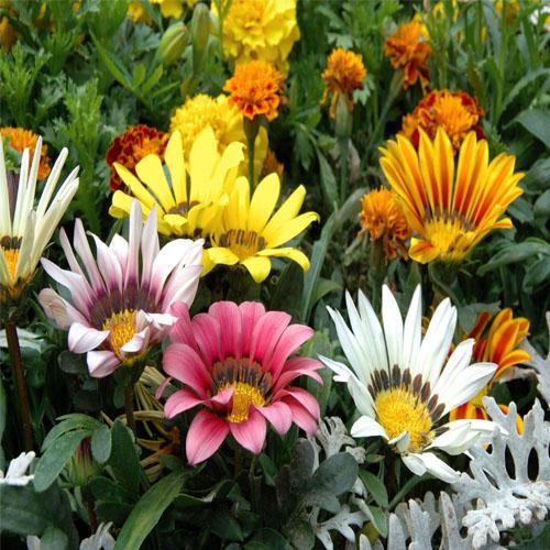 Gazania Flowering Plants