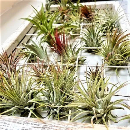 Air Plant, Tillandsia,