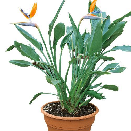 Bird of Paradise, Strelitzia Reginae, outdoor
