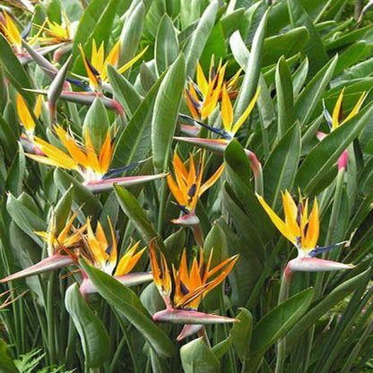Bird of Paradise, Strelitzia Reginae, outdoor