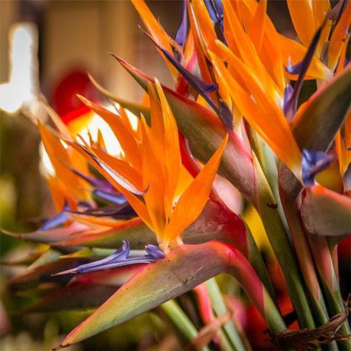 Bird of Paradise, Strelitzia Reginae, outdoor