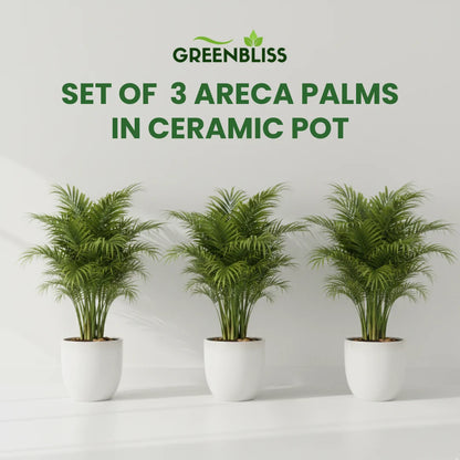 Set of 3 Areca Palms ( 100cm–120cm) in Ceramic Pot