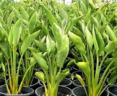 Bird of Paradise, Strelitzia Reginae, outdoor