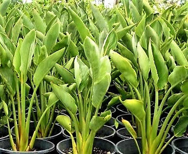Bird of Paradise, Strelitzia Reginae, Indoor