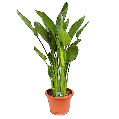 Bird of Paradise, Strelitzia Reginae, Indoor