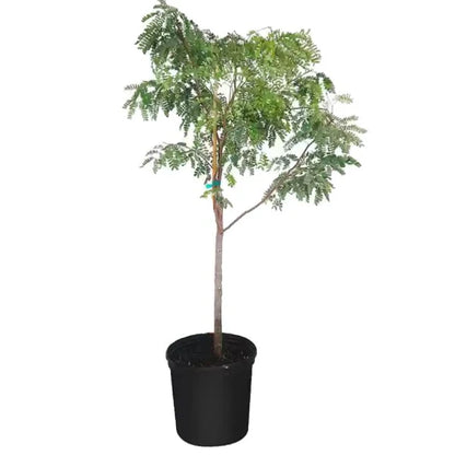 Tamarind Tree, Tamarindus Indica