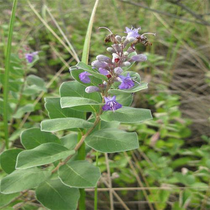 Vitex Rotundifolia, Beach Vitex