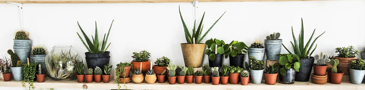 Indoor Plants