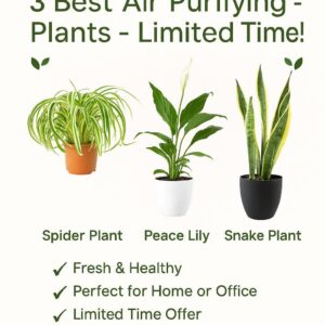 Best Indoor Air-Purifying bundle 3 plant in ceramic pots