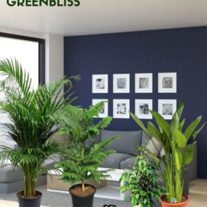 Indoor Best 4 Plants Bundle in default plastic pots