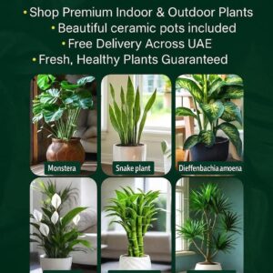 Indoor 6 Air-Purifying Bundle stylish ceramic pots