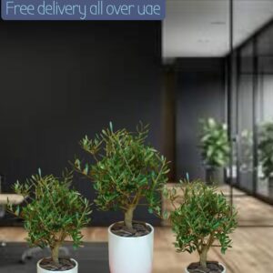 Olive Dwarf Indoor - Olive Bonsai 3 plants bundle