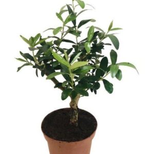 Olive dwarf indoor bonsai